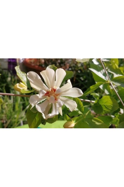 Калікант Венус восени